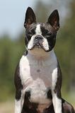 BOSTON TERRIER 268